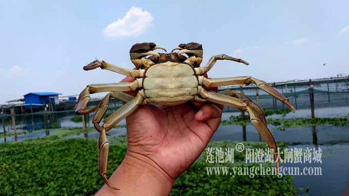 阳澄湖大闸蟹养殖基地的风景