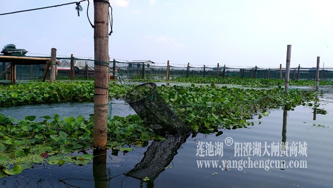 阳澄湖大闸蟹养殖基地的风景