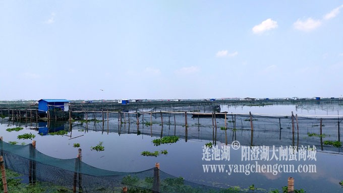 阳澄湖大闸蟹养殖基地的风景