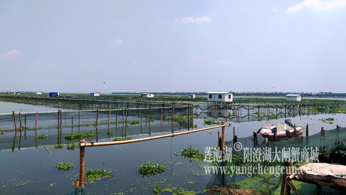 阳澄湖大闸蟹养殖基地的风景