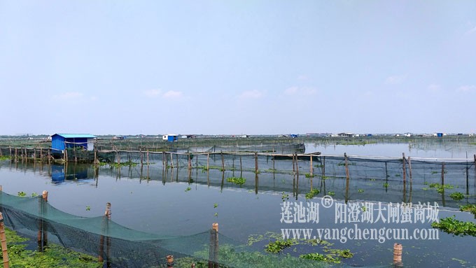 阳澄湖大闸蟹养殖基地的风景