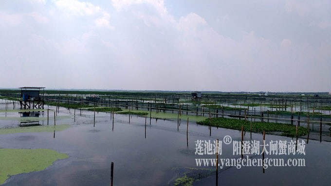 阳澄湖大闸蟹养殖基地的风景