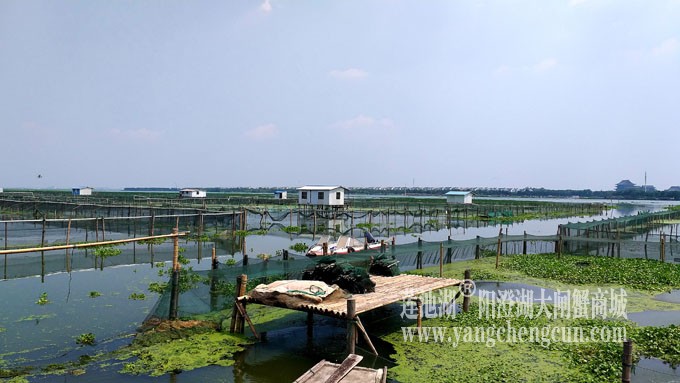 阳澄湖大闸蟹养殖基地的风景