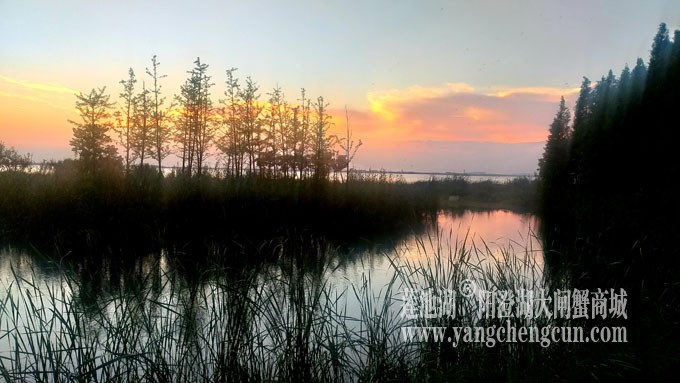 阳澄湖畔看夕阳