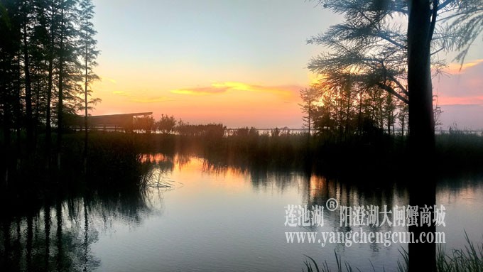 阳澄湖畔看夕阳