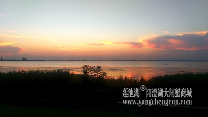阳澄湖畔看夕阳