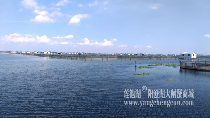 阳澄湖美，大闸蟹肥！