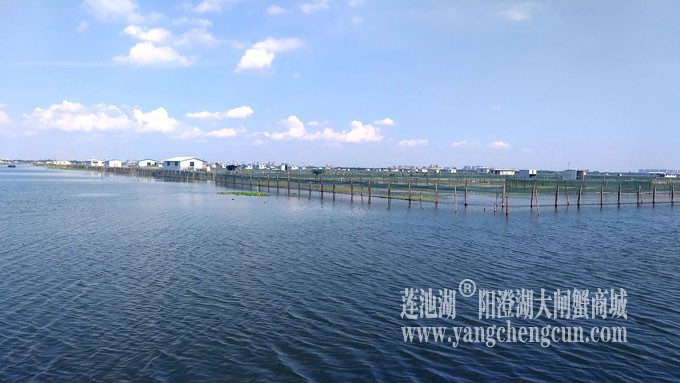 阳澄湖美，大闸蟹肥！