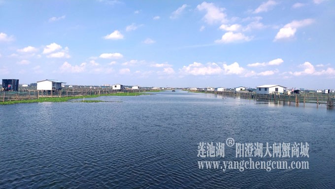 阳澄湖美，大闸蟹肥！