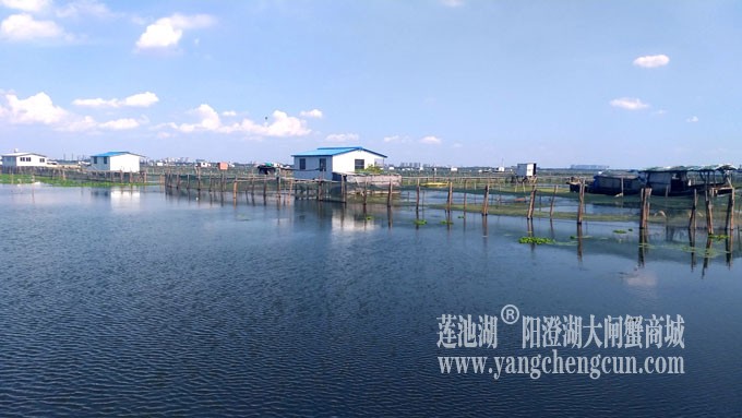 阳澄湖美，大闸蟹肥！