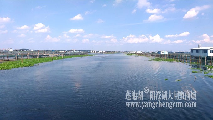 阳澄湖美，大闸蟹肥！