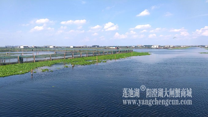 阳澄湖美，大闸蟹肥！