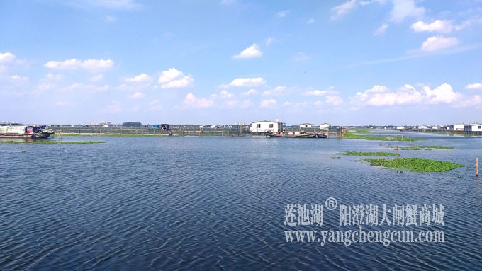 阳澄湖美，大闸蟹肥！