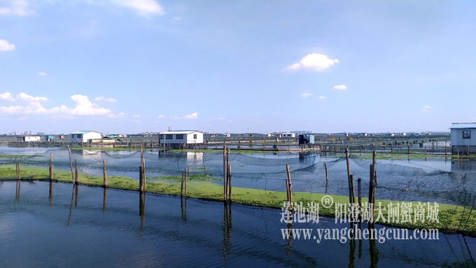 阳澄湖美，大闸蟹肥！