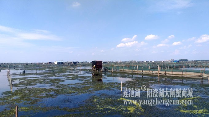 阳澄湖美，大闸蟹肥！