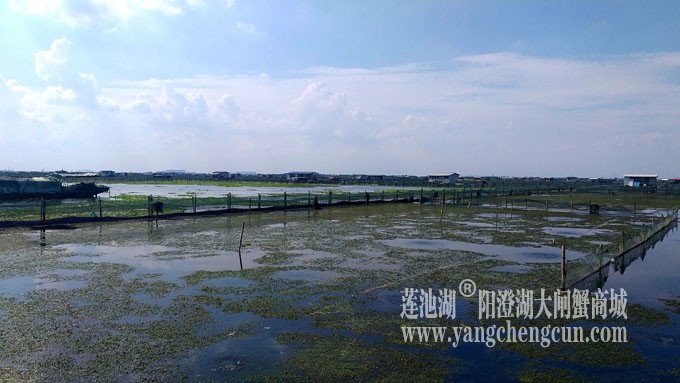 阳澄湖美，大闸蟹肥！