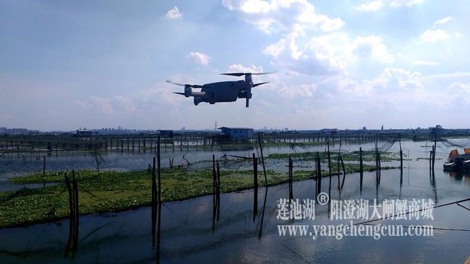 阳澄湖美，大闸蟹肥！