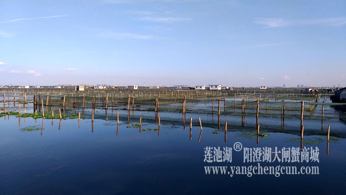 阳澄湖美，大闸蟹肥！