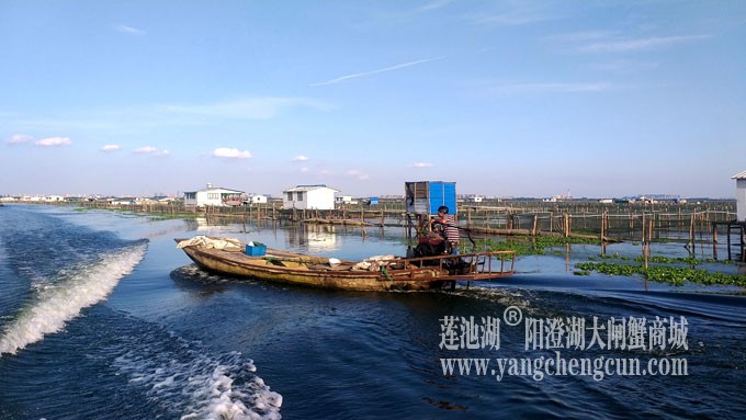 阳澄湖美，大闸蟹肥！