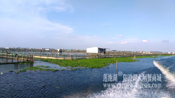 阳澄湖美，大闸蟹肥！