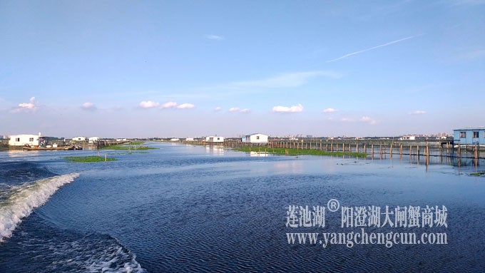 阳澄湖美，大闸蟹肥！