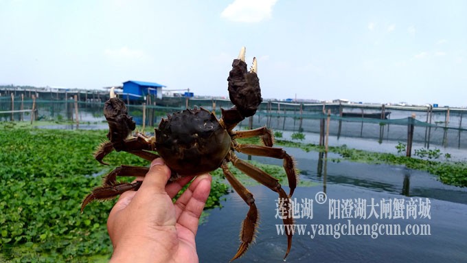 阳澄湖大闸蟹