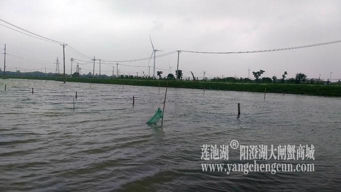 标准化养殖的阳澄湖大闸蟹池塘