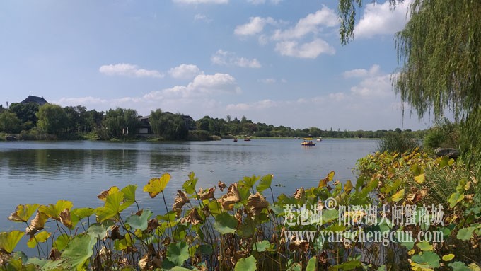 天凉好个秋——莲池秋色