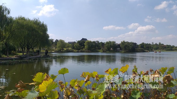 天凉好个秋——莲池秋色