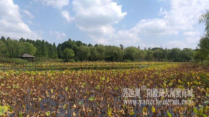 天凉好个秋——莲池秋色