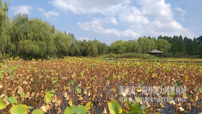 天凉好个秋——莲池秋色