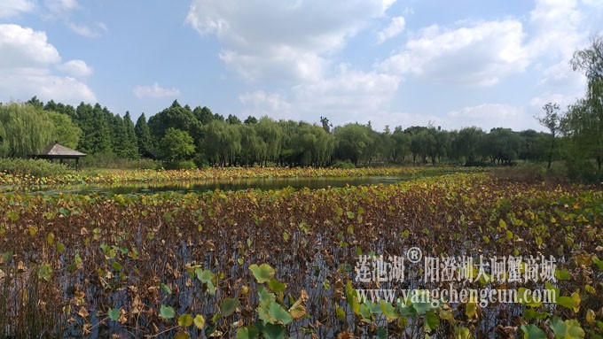 天凉好个秋——莲池秋色