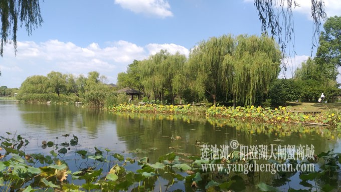 天凉好个秋——莲池秋色