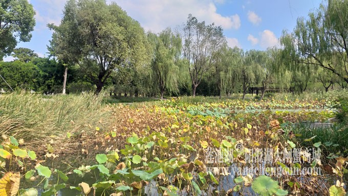 天凉好个秋——莲池秋色