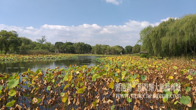 天凉好个秋——莲池秋色