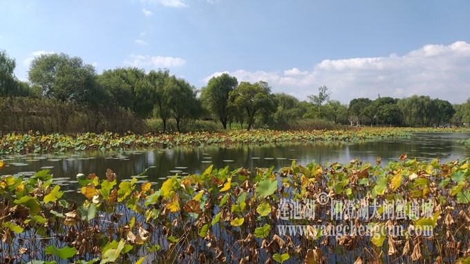 天凉好个秋——莲池秋色