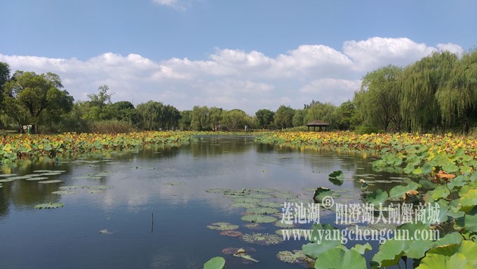 天凉好个秋——莲池秋色