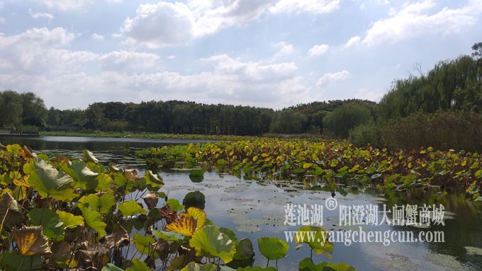 天凉好个秋——莲池秋色