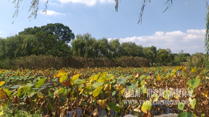 天凉好个秋——莲池秋色