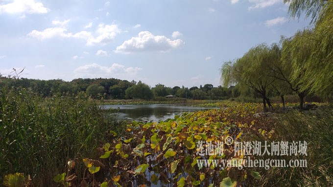 天凉好个秋——莲池秋色