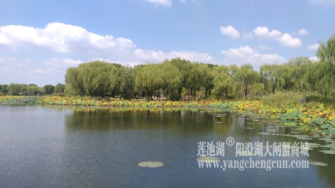 天凉好个秋——莲池秋色