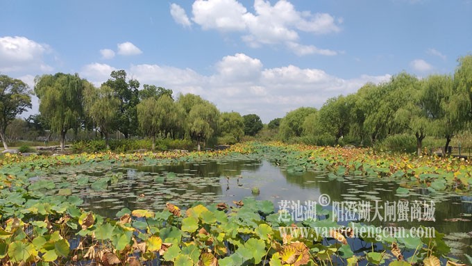 天凉好个秋——莲池秋色