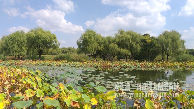 天凉好个秋——莲池秋色