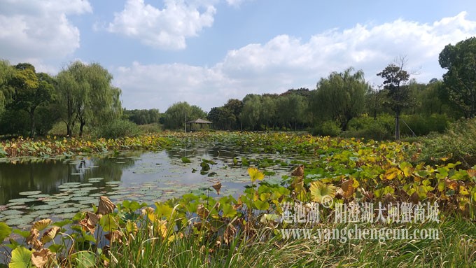 天凉好个秋——莲池秋色