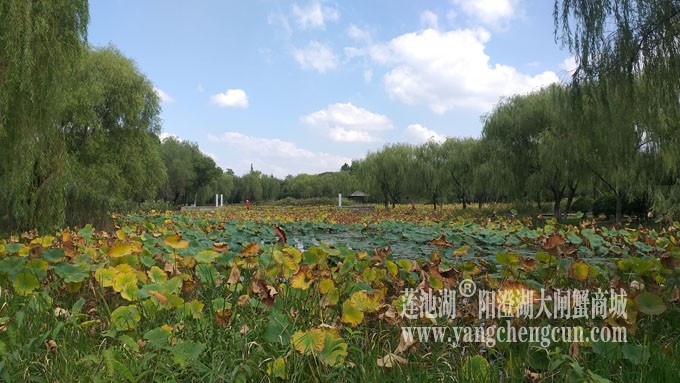 天凉好个秋——莲池秋色