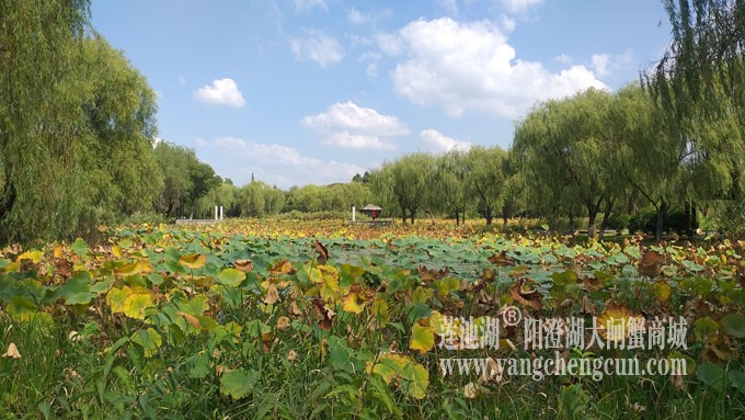 天凉好个秋——莲池秋色