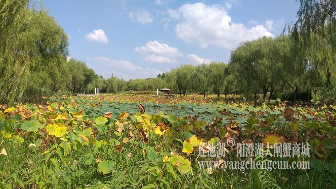 天凉好个秋——莲池秋色