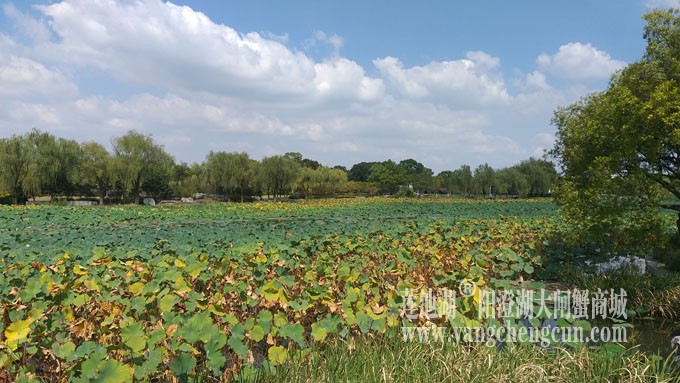 天凉好个秋——莲池秋色