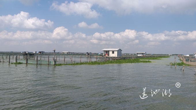 阳澄湖大闸蟹养殖基地