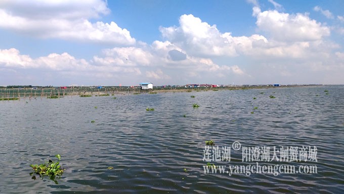 天凉好个秋——阳澄湖上